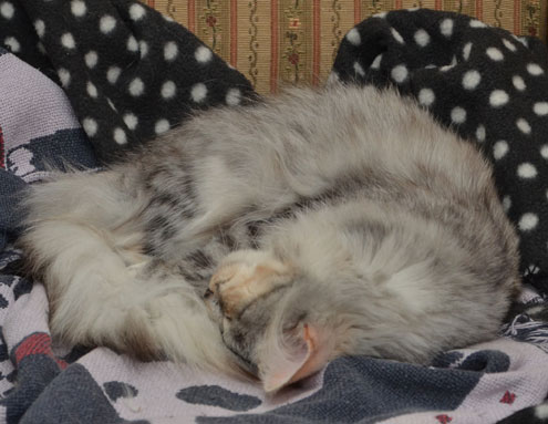 sibirisk katt Zinnie