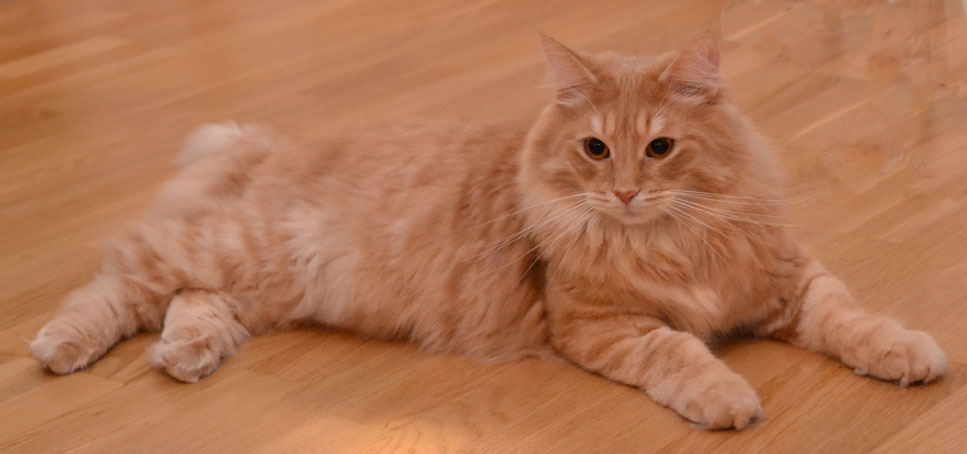 Sibirisk katt Remus