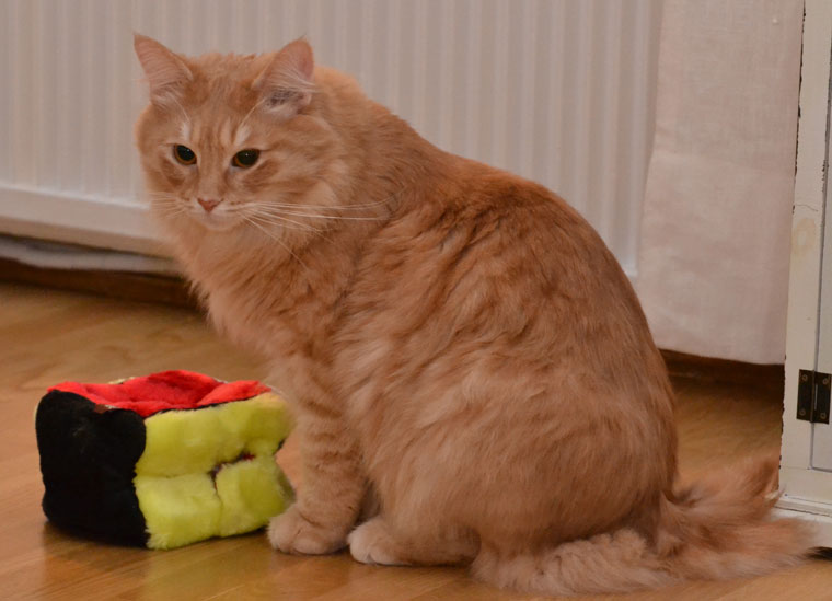 sibirisk katt Remus