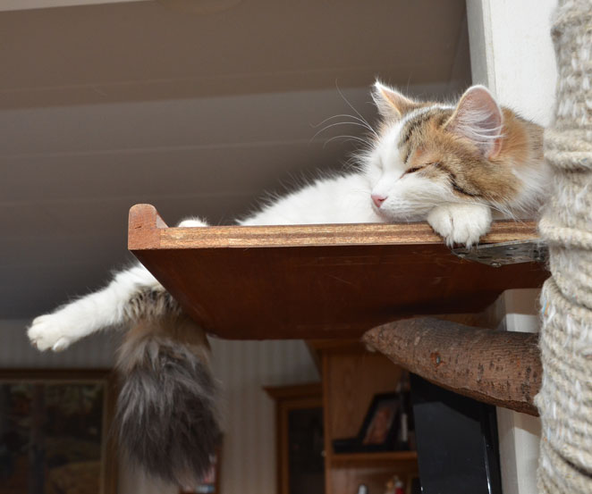 sibirisk katt Tracie