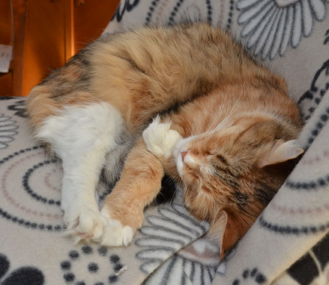 sibirisk katt Dani