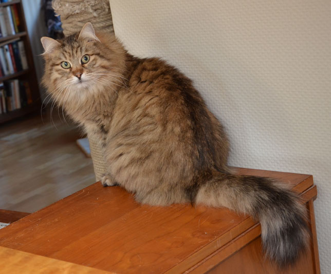 sibirisk katt Gabbie