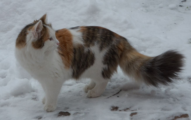 sibirisk katt Tracie
