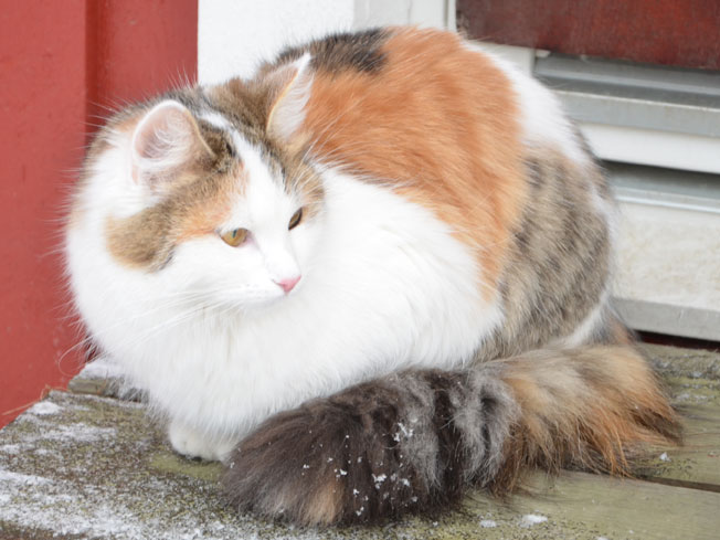 sibirisk katt Tracie