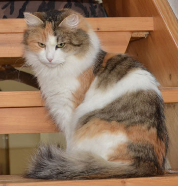 sibirisk katt Colbie