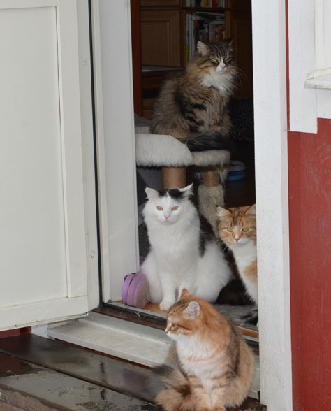 sibirisk katt
