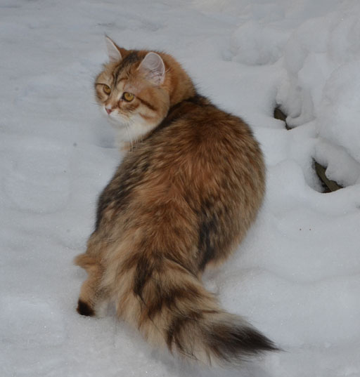 sibirisk katt Uni