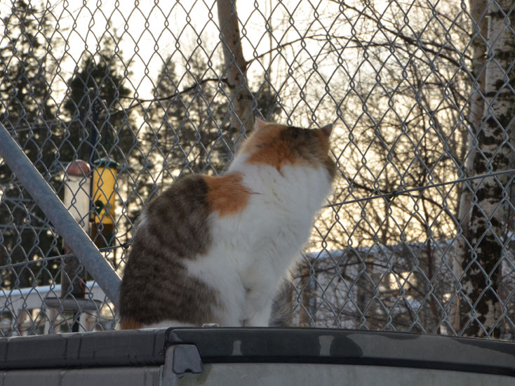 sibirisk katt Colbie