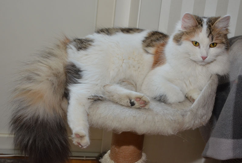 sibirisk katt Tracie