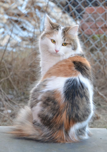 sibirisk katt Tracie