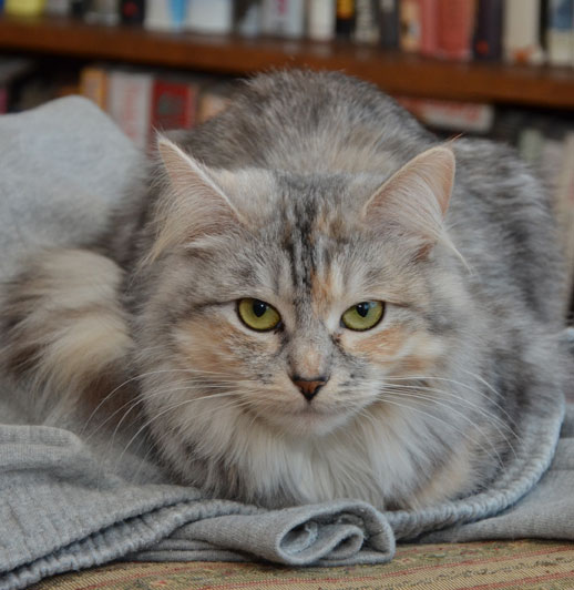 sibirisk katt Zinnie