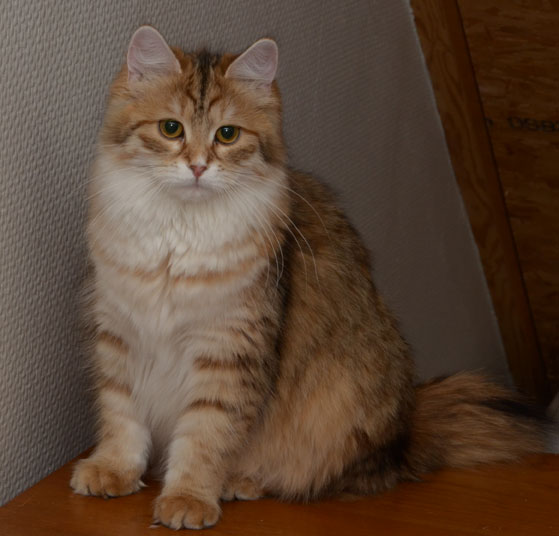 Sibirisk kattunge Uni