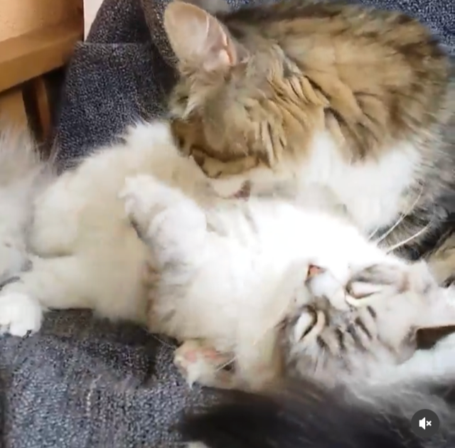 Sibirisk katt Tellus o Viking