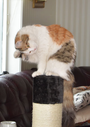 sibirisk katt Tracie