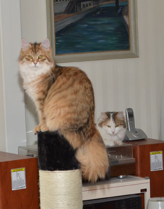sibirisk katt Uni