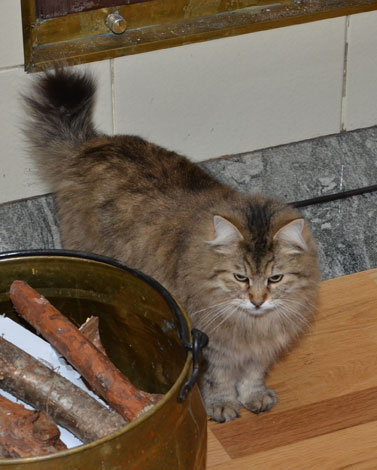 sibirisk katt Gabbie