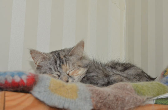 sibirisk katt Zinnie