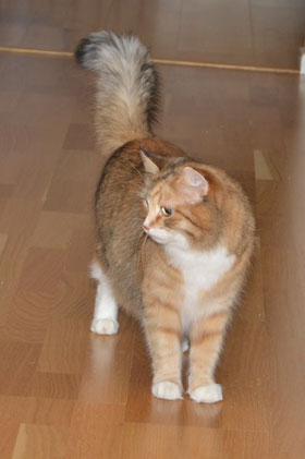 sibirisk katt Dani
