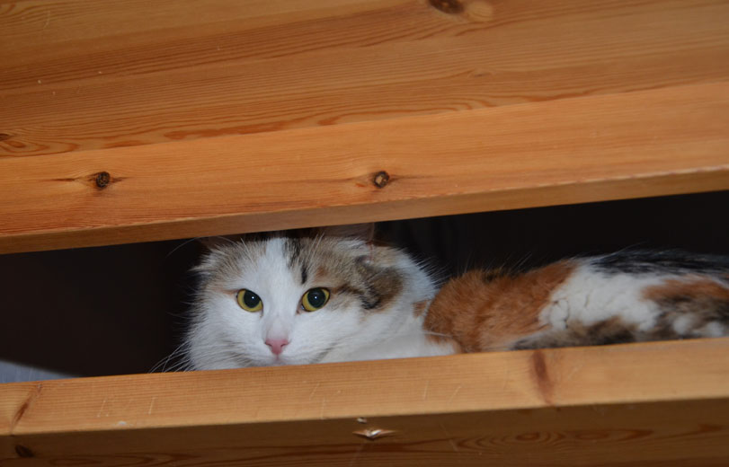 sibirisk katt Tracie