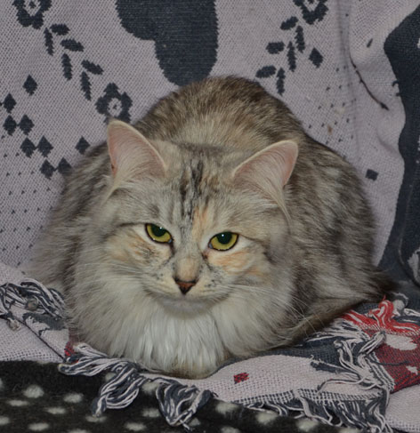 sibirisk katt Zinnie