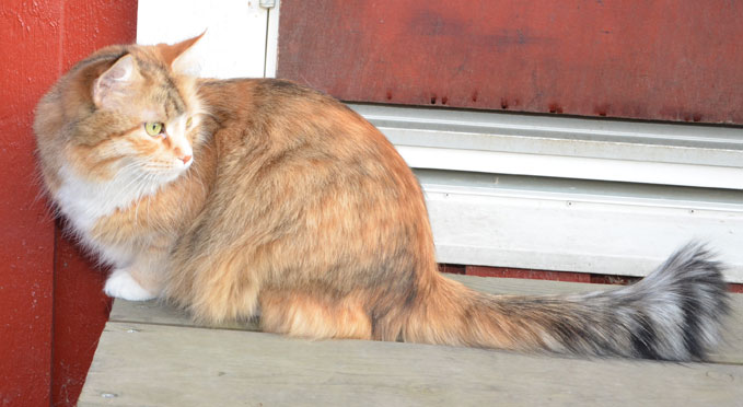 sibirisk katt Dani