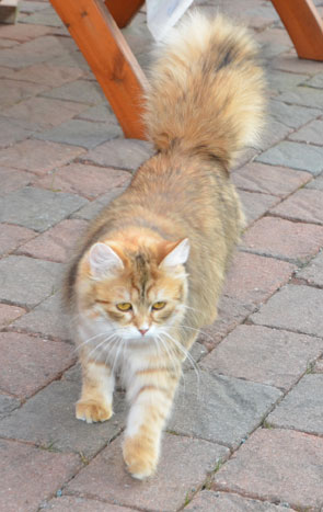 sibirisk katt Uni