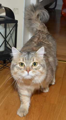 sibirisk katt Miso