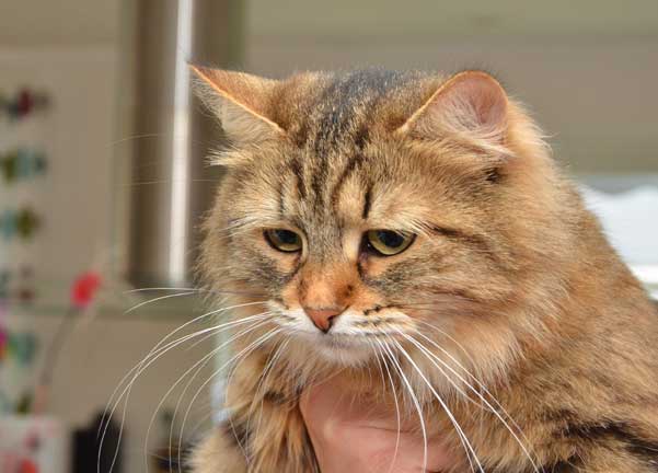 sibirisk katt Juliet
