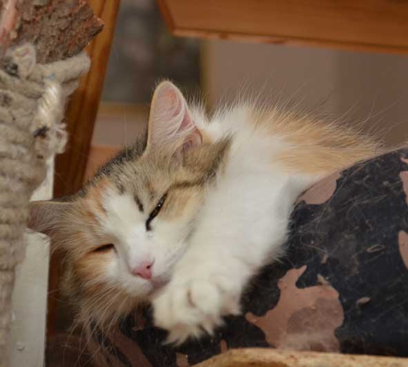 sibirisk katt Colbie
