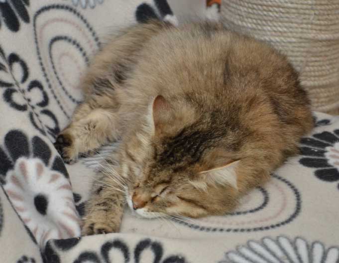sibirisk katt Gabbie