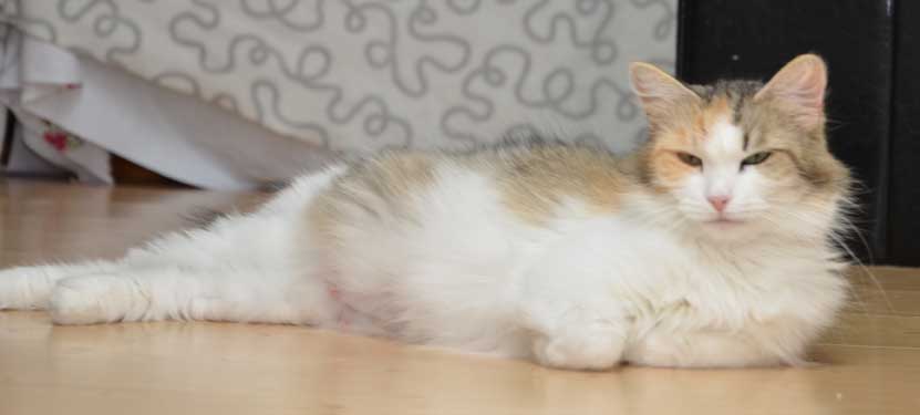 sibirisk katt Colbie