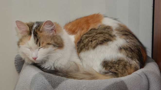 sibirisk katt Tracie