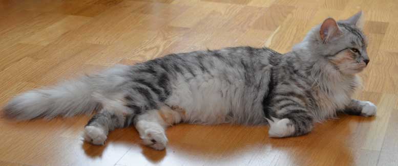 sibirisk katt Zinnie