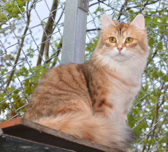 sibirisk katt Uni