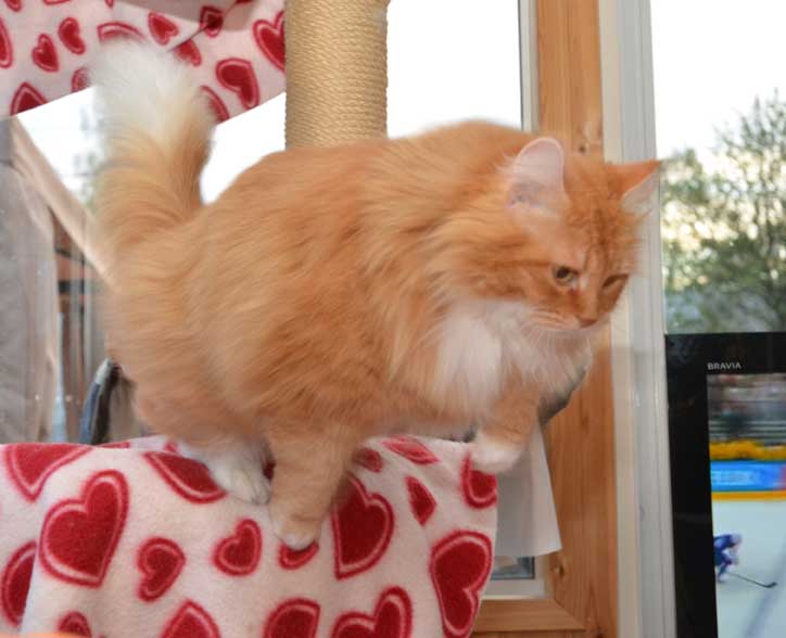 sibirisk katt Queeni