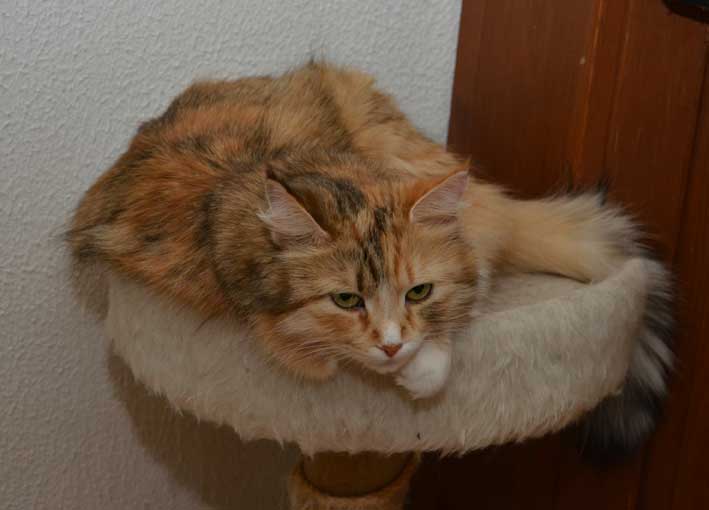 sibirisk katt Dani