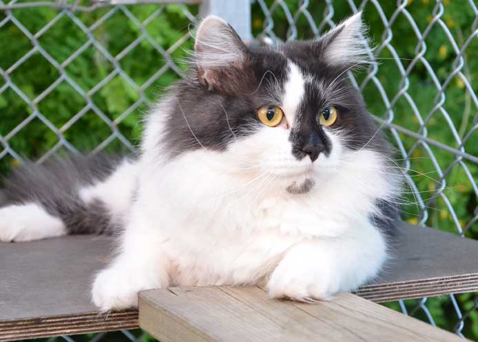 Sibirisk katt Silver