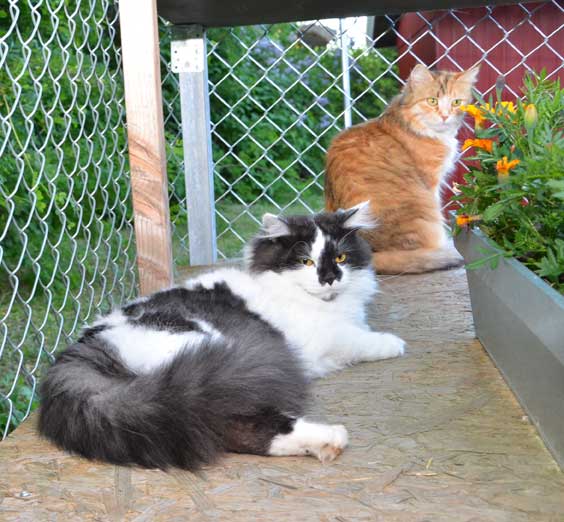 sibirisk katt Dani o Silver