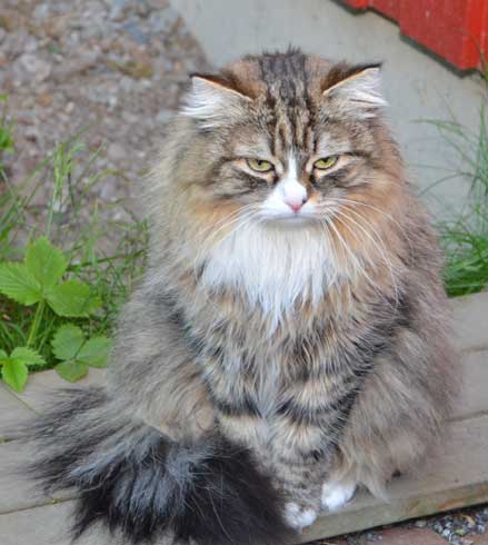sibirisk katt Mitzi