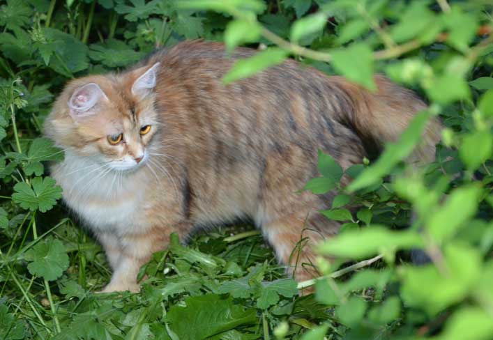 sibirisk katt Uni