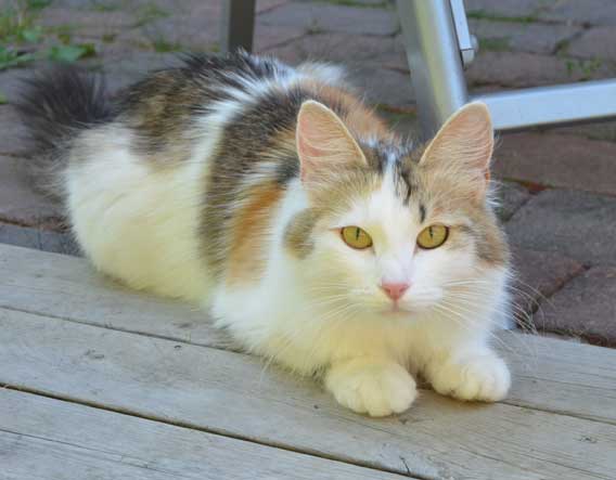 sibirisk katt Tracie