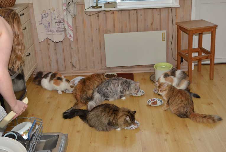 sibirisk katt