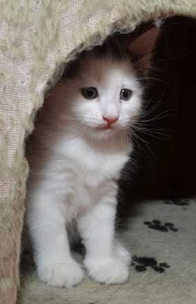 sibirisk kattunge Walker