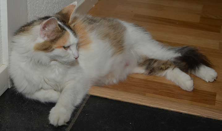 sibirisk katt Tracie