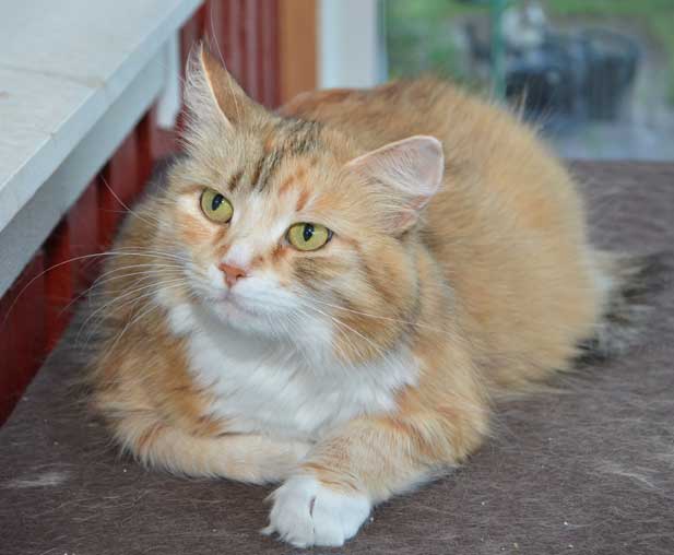 sibirisk katt Dani