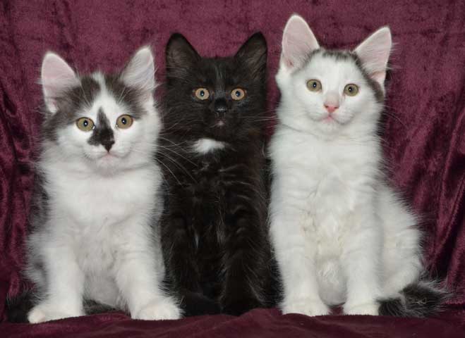 sibirisk kattunge W-kull