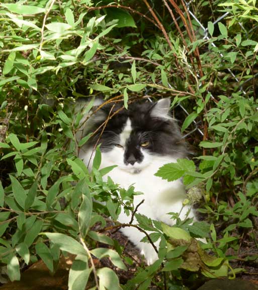 sibirisk katt Silver