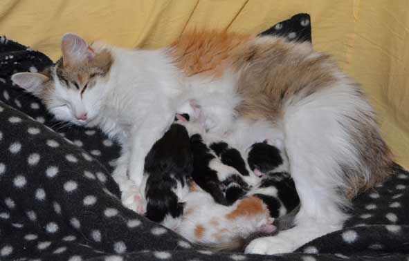 sibirisk kattungar Y-kull