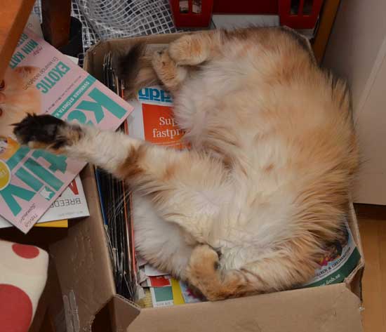 sibirisk katt Uni