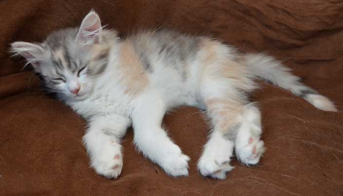 sibirisk kattunge Xenia